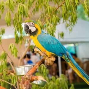 Parrot sitting on a tree at the Ripe Market - Academy park Dubai