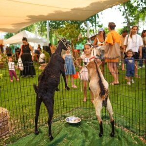 Families enjoying with ther kids at The Ripe Market - Academy Park Dubai.